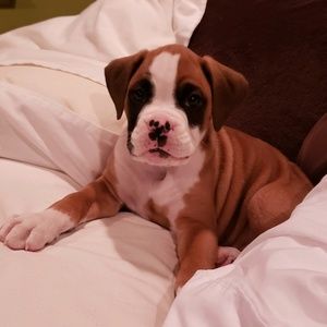 Meet your Posher, Robin